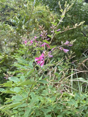 shrub lespedeza