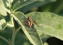 Tachinidae