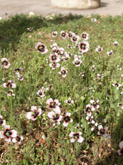 Papaver dubium lecoqii