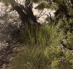 Ephedra viridis