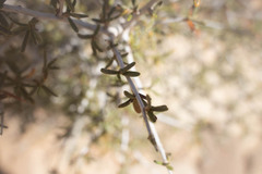 Cercocarpus intricatus