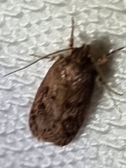 Hofmannophila pseudospretella