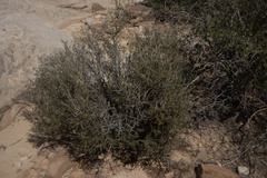 Cercocarpus intricatus