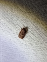 Hofmannophila pseudospretella