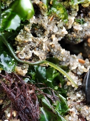 Eulalia clavigera