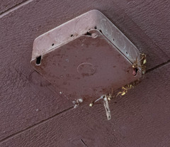 Mischocyttarus flavitarsis