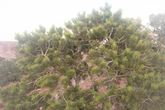 Pinus edulis