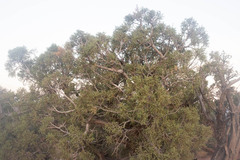 Juniperus osteosperma