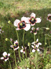 Papaver dubium lecoqii