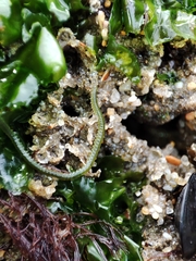 Eulalia clavigera