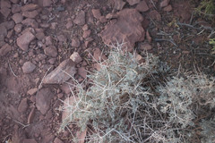 Atriplex confertifolia