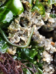 Eulalia clavigera