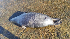 Pusa hispida ladogensis