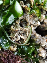 Eulalia clavigera