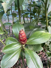 Costus
