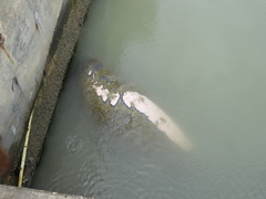 Trichechus manatus