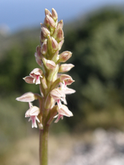 Neotinea maculata