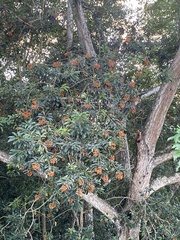 Pittosporum pentandrum