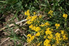 Gutierrezia sarothrae