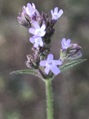 Verbena brasiliensis