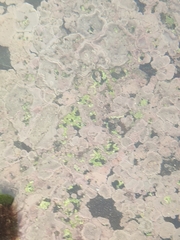 Lithophyllum incrustans