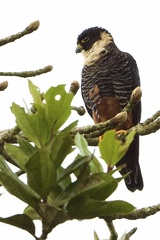 Falco rufigularis image