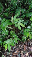 Elatostema lineolatum