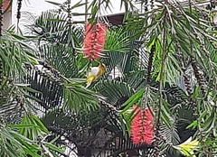 Zosterops palpebrosus