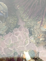 Lithophyllum incrustans