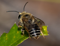 Trichocolletes