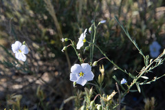 Linum lewisii