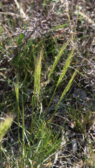 Elymus elymoides