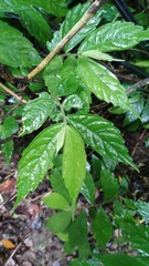 Elatostema lineolatum