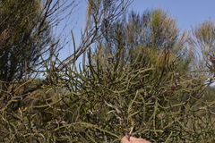 Hakea pycnoneura