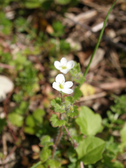 Veronica cymbalaria