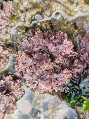 Corallina officinalis