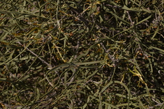 Hakea pycnoneura