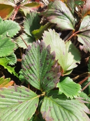 Diplocarpon fragariae