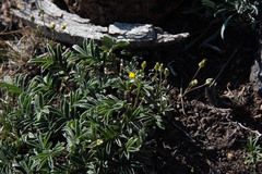 Potentilla hippiana