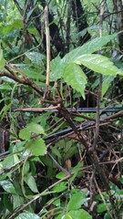 Elatostema lineolatum