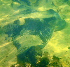 Myliobatis tenuicaudatus