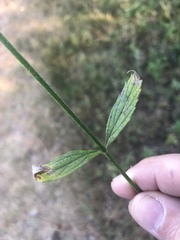 Verbena brasiliensis