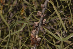 Hakea pycnoneura