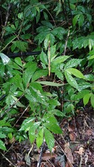 Elatostema lineolatum