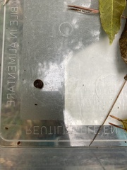 Helicodonta obvoluta