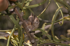 Hakea pycnoneura