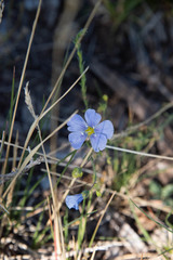 Linum lewisii