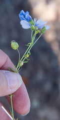 Linum lewisii