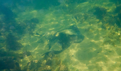 Myliobatis tenuicaudatus