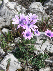 Anemone hortensis